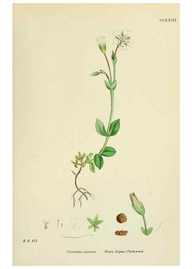 Reproducción/Reproduction 48755410667: English botany, or, Coloured figures of British plants /. London :R. Hardwicke,1863-1886.. 
