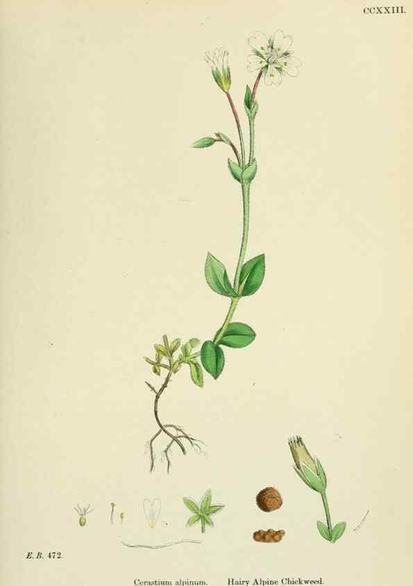 Reproducción/Reproduction 48755410667: English botany, or, Coloured figures of British plants /. London :R. Hardwicke,1863-1886.. 