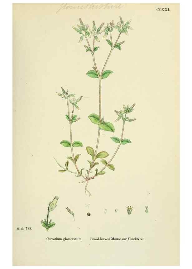 Reproducción/Reproduction 48755410067: English botany, or, Coloured figures of British plants /. London :R. Hardwicke,1863-1886.. 