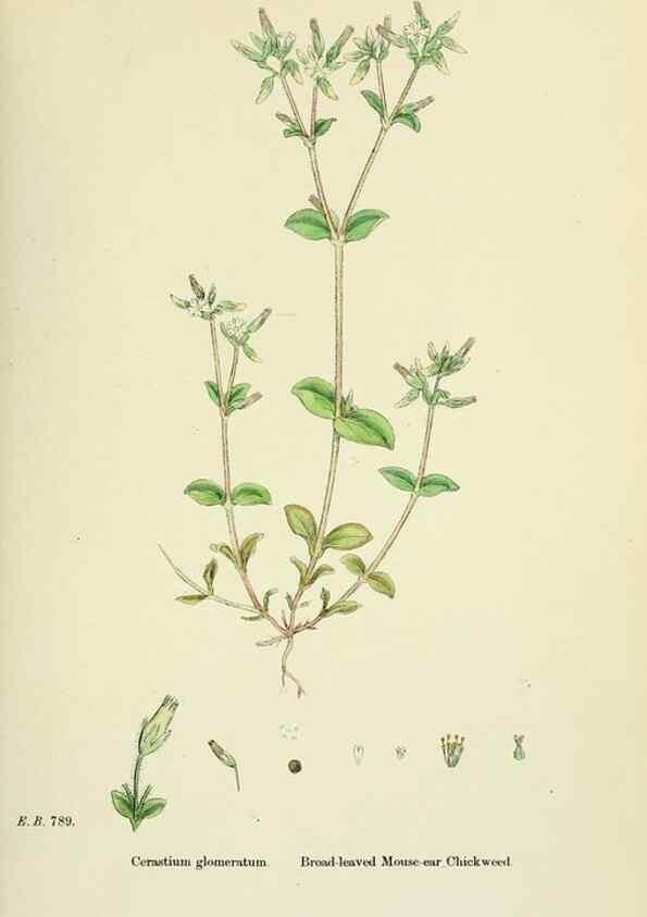 Reproducción/Reproduction 48755410067: English botany, or, Coloured figures of British plants /. London :R. Hardwicke,1863-1886.. 