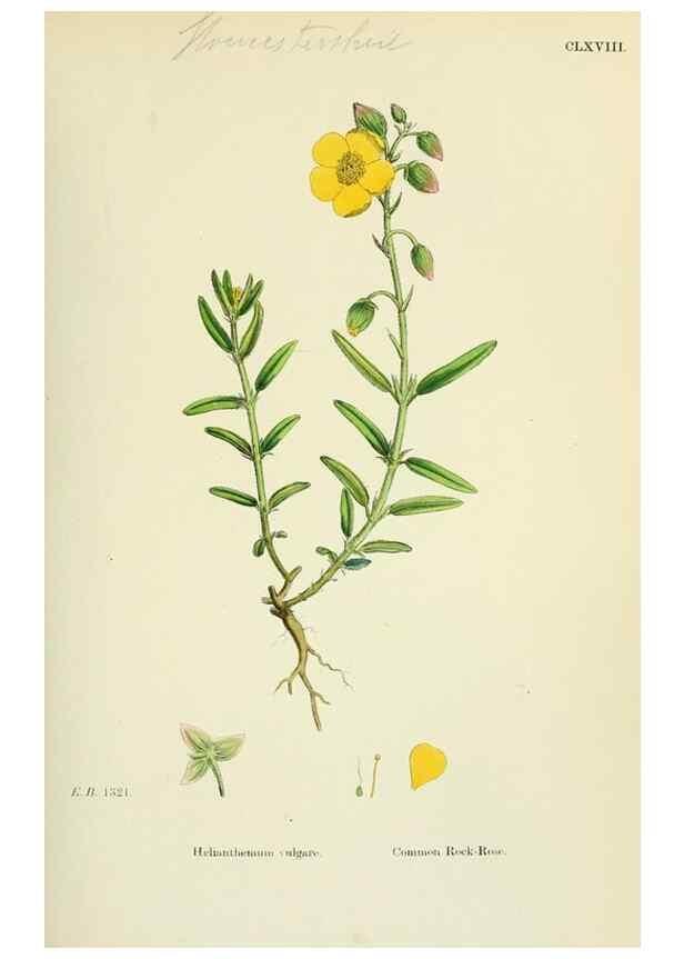 Reproducción/Reproduction 48755197146: English botany, or, Coloured figures of British plants /. London :R. Hardwicke,1863-1886.. 
