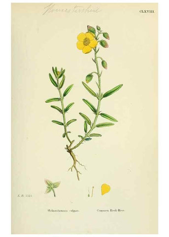 Reproducción/Reproduction 48755197146: English botany, or, Coloured figures of British plants /. London :R. Hardwicke,1863-1886.. 