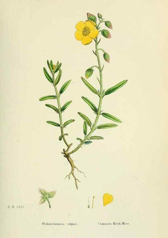 Reproducción/Reproduction 48755197146: English botany, or, Coloured figures of British plants /. London :R. Hardwicke,1863-1886.. 