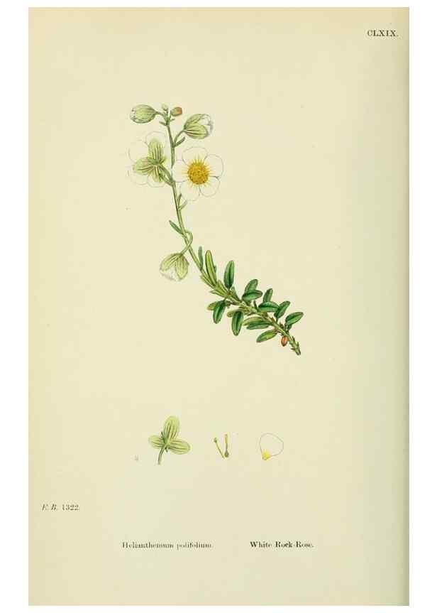Reproducción/Reproduction 48755197466: English botany, or, Coloured figures of British plants /. London :R. Hardwicke,1863-1886.. 