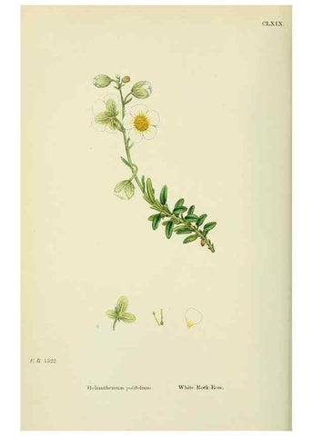 Reproducción/Reproduction 48755197466: English botany, or, Coloured figures of British plants /. London :R. Hardwicke,1863-1886.. 