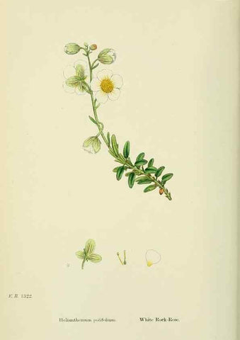 Reproducción/Reproduction 48755197466: English botany, or, Coloured figures of British plants /. London :R. Hardwicke,1863-1886.. 