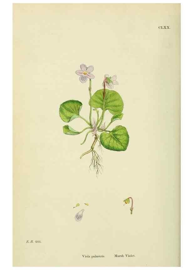 Reproducción/Reproduction 48755197776: English botany, or, Coloured figures of British plants /. London :R. Hardwicke,1863-1886.. 