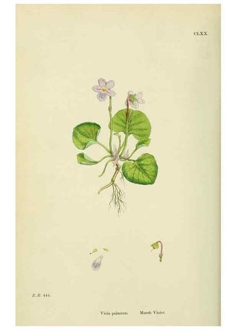 Reproducción/Reproduction 48755197776: English botany, or, Coloured figures of British plants /. London :R. Hardwicke,1863-1886.. 