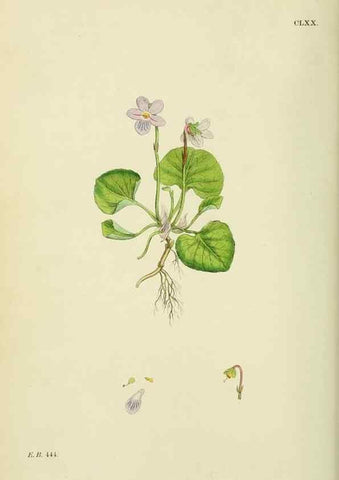 Reproducción/Reproduction 48755197776: English botany, or, Coloured figures of British plants /. London :R. Hardwicke,1863-1886.. 