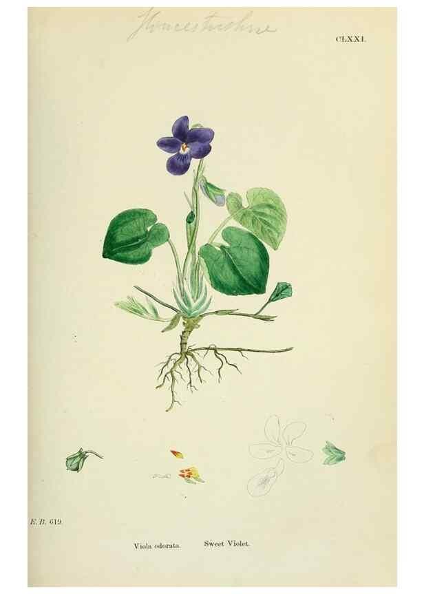 Reproducción/Reproduction 48755198091: English botany, or, Coloured figures of British plants /. London :R. Hardwicke,1863-1886.. 