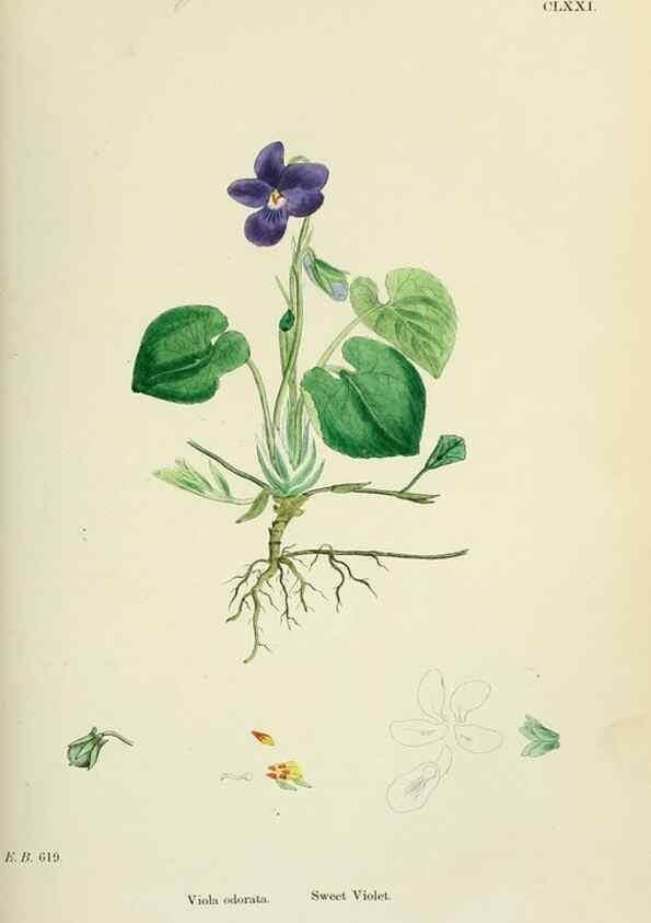 Reproducción/Reproduction 48755198091: English botany, or, Coloured figures of British plants /. London :R. Hardwicke,1863-1886.. 