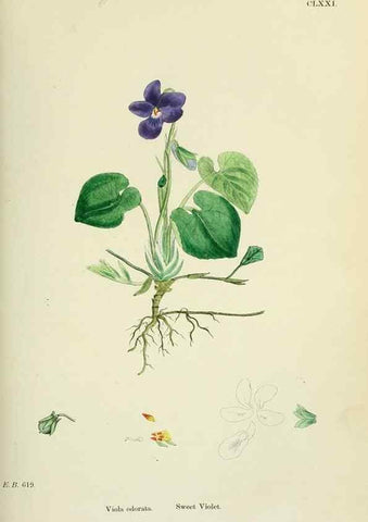 Reproducción/Reproduction 48755198091: English botany, or, Coloured figures of British plants /. London :R. Hardwicke,1863-1886.. 