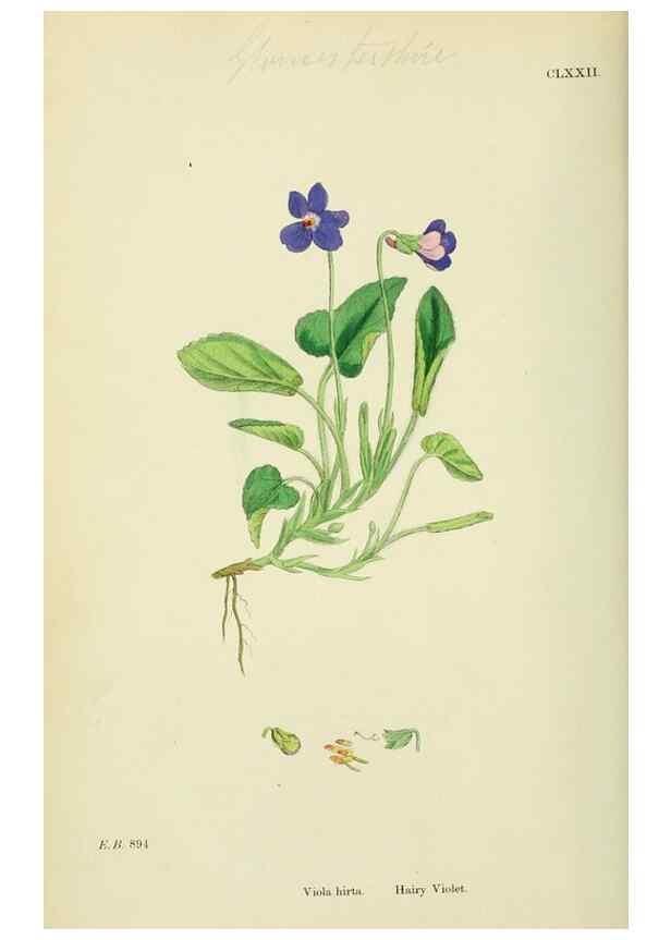 Reproducción/Reproduction 48754877028: English botany, or, Coloured figures of British plants /. London :R. Hardwicke,1863-1886.. 