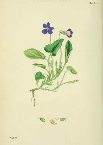 Reproducción/Reproduction 48754877028: English botany, or, Coloured figures of British plants /. London :R. Hardwicke,1863-1886.. 