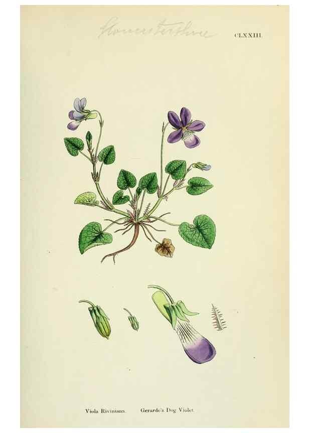 Reproducción/Reproduction 48754877293: English botany, or, Coloured figures of British plants /. London :R. Hardwicke,1863-1886.. 
