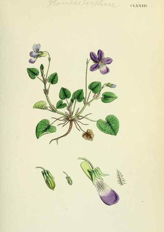 Reproducción/Reproduction 48754877293: English botany, or, Coloured figures of British plants /. London :R. Hardwicke,1863-1886.. 