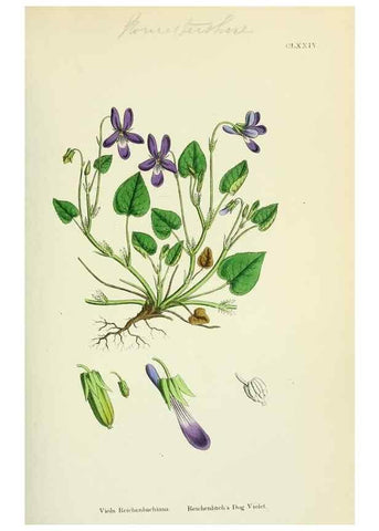 Reproducción/Reproduction 48755199001: English botany, or, Coloured figures of British plants /. London :R. Hardwicke,1863-1886.. 