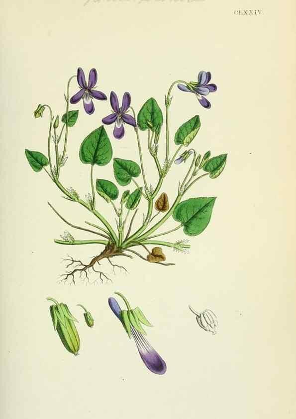 Reproducción/Reproduction 48755199001: English botany, or, Coloured figures of British plants /. London :R. Hardwicke,1863-1886.. 
