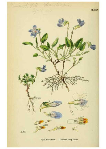 Reproducción/Reproduction 48755394217: English botany, or, Coloured figures of British plants /. London :R. Hardwicke,1863-1886.. 