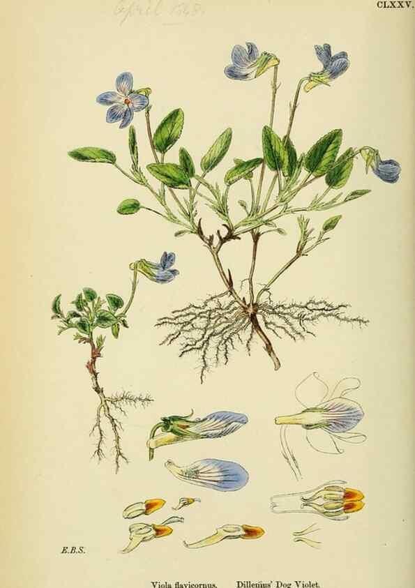 Reproducción/Reproduction 48755394217: English botany, or, Coloured figures of British plants /. London :R. Hardwicke,1863-1886.. 