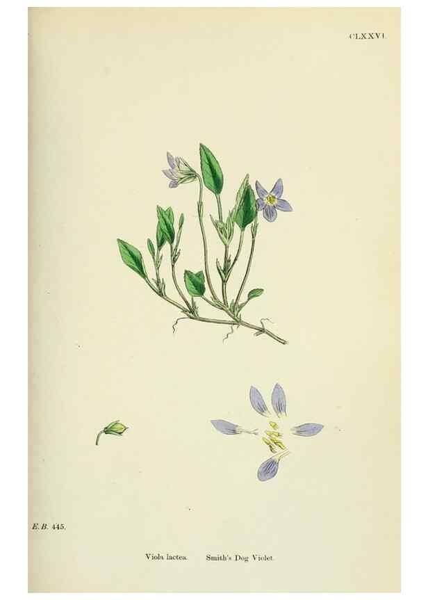 Reproducción/Reproduction 48755394482: English botany, or, Coloured figures of British plants /. London :R. Hardwicke,1863-1886.. 