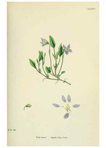 Reproducción/Reproduction 48755394482: English botany, or, Coloured figures of British plants /. London :R. Hardwicke,1863-1886.. 