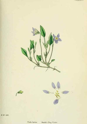 Reproducción/Reproduction 48755394482: English botany, or, Coloured figures of British plants /. London :R. Hardwicke,1863-1886.. 