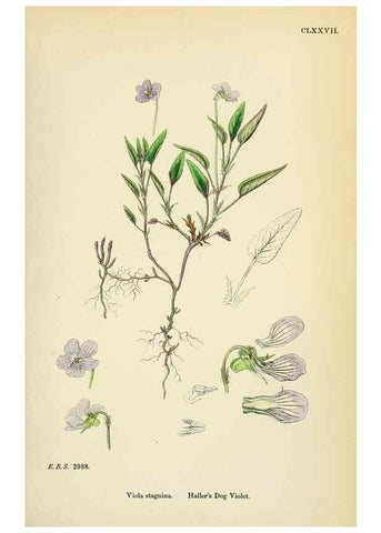 Reproducción/Reproduction 48754878483: English botany, or, Coloured figures of British plants /. London :R. Hardwicke,1863-1886.. 