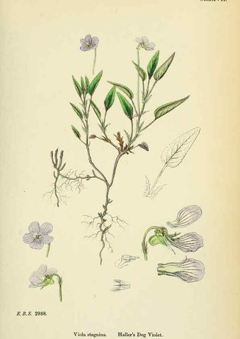 Reproducción/Reproduction 48754878483: English botany, or, Coloured figures of British plants /. London :R. Hardwicke,1863-1886.. 