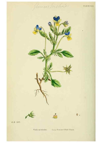 Reproducción/Reproduction 48754878723: English botany, or, Coloured figures of British plants /. London :R. Hardwicke,1863-1886.. 