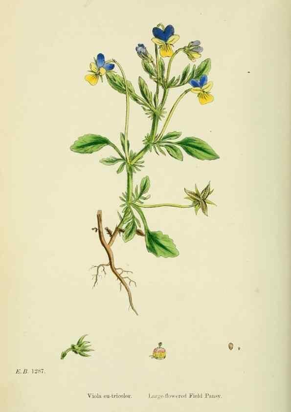 Reproducción/Reproduction 48754878723: English botany, or, Coloured figures of British plants /. London :R. Hardwicke,1863-1886.. 