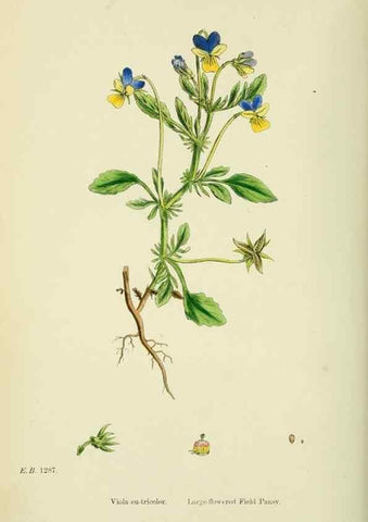 Reproducción/Reproduction 48754878723: English botany, or, Coloured figures of British plants /. London :R. Hardwicke,1863-1886.. 