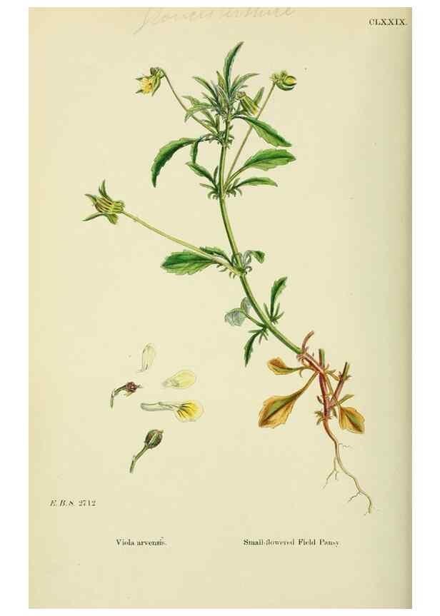 Reproducción/Reproduction 48754879048: English botany, or, Coloured figures of British plants /. London :R. Hardwicke,1863-1886.. 