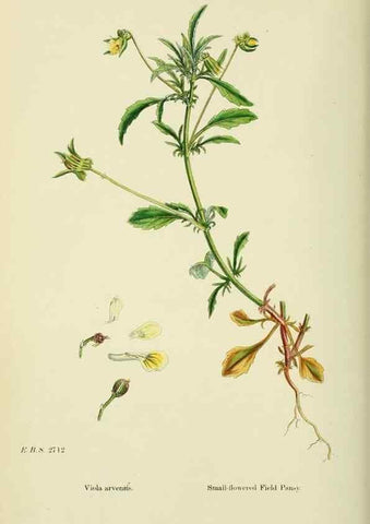 Reproducción/Reproduction 48754879048: English botany, or, Coloured figures of British plants /. London :R. Hardwicke,1863-1886.. 