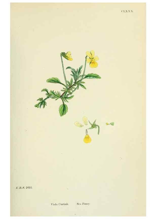 Reproducción/Reproduction 48755200816: English botany, or, Coloured figures of British plants /. London :R. Hardwicke,1863-1886.. 