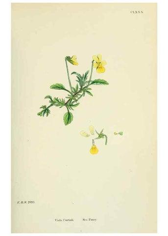 Reproducción/Reproduction 48755200816: English botany, or, Coloured figures of British plants /. London :R. Hardwicke,1863-1886.. 