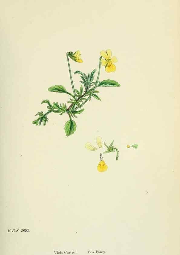 Reproducción/Reproduction 48755200816: English botany, or, Coloured figures of British plants /. London :R. Hardwicke,1863-1886.. 