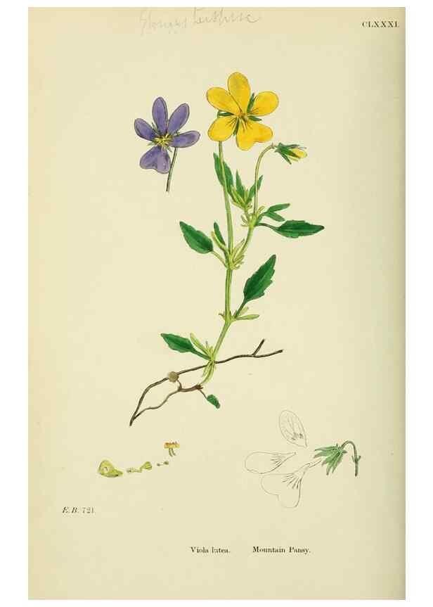 Reproducción/Reproduction 48755201126: English botany, or, Coloured figures of British plants /. London :R. Hardwicke,1863-1886.. 