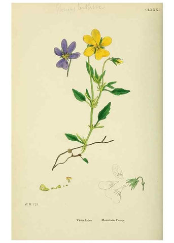 Reproducción/Reproduction 48755201126: English botany, or, Coloured figures of British plants /. London :R. Hardwicke,1863-1886.. 