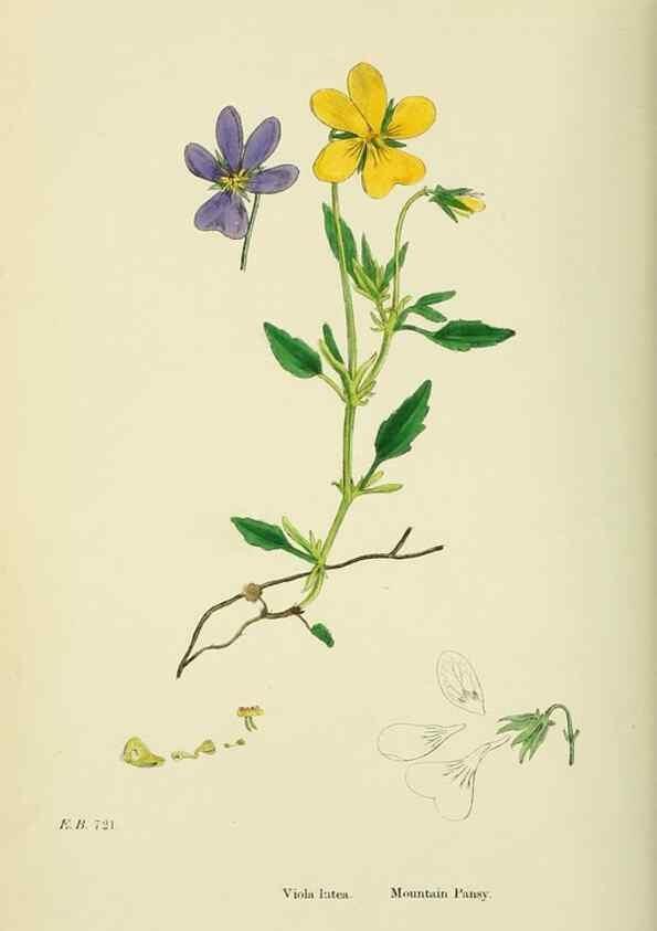 Reproducción/Reproduction 48755201126: English botany, or, Coloured figures of British plants /. London :R. Hardwicke,1863-1886.. 