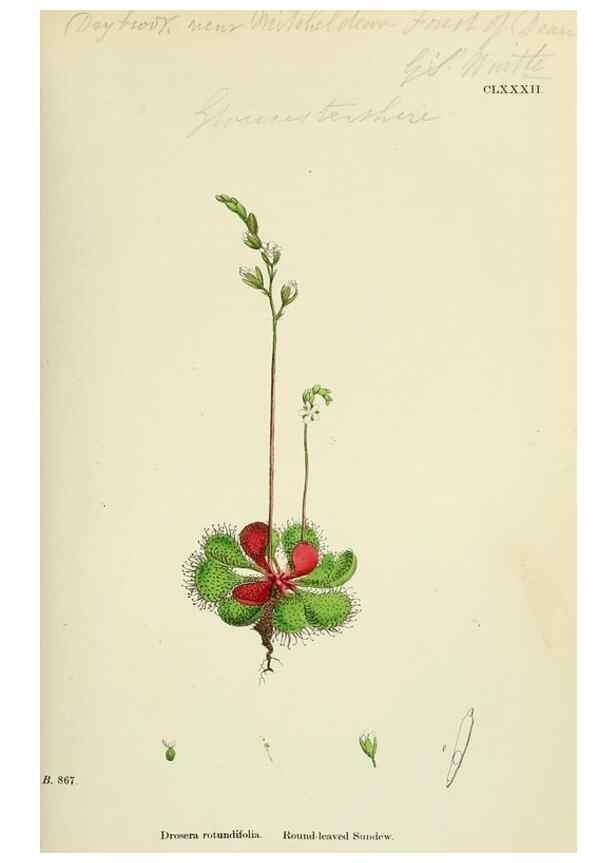 Reproducción/Reproduction 48755396127: English botany, or, Coloured figures of British plants /. London :R. Hardwicke,1863-1886.. 