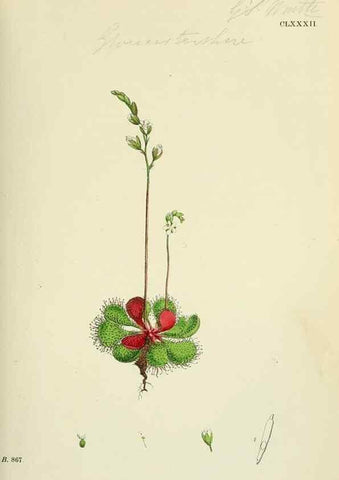 Reproducción/Reproduction 48755396127: English botany, or, Coloured figures of British plants /. London :R. Hardwicke,1863-1886.. 