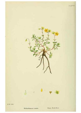 Reproducción/Reproduction 48755196786: English botany, or, Coloured figures of British plants /. London :R. Hardwicke,1863-1886.. 