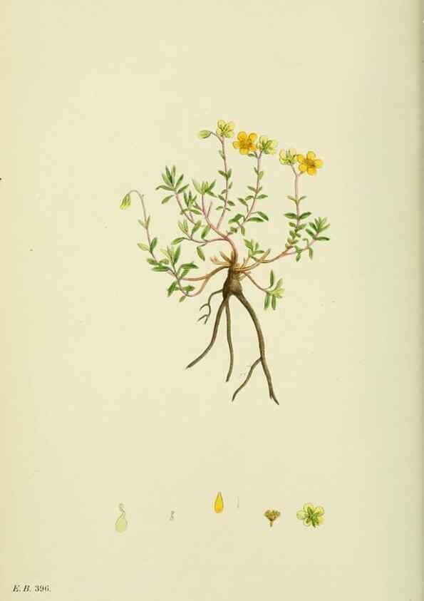 Reproducción/Reproduction 48755196786: English botany, or, Coloured figures of British plants /. London :R. Hardwicke,1863-1886.. 