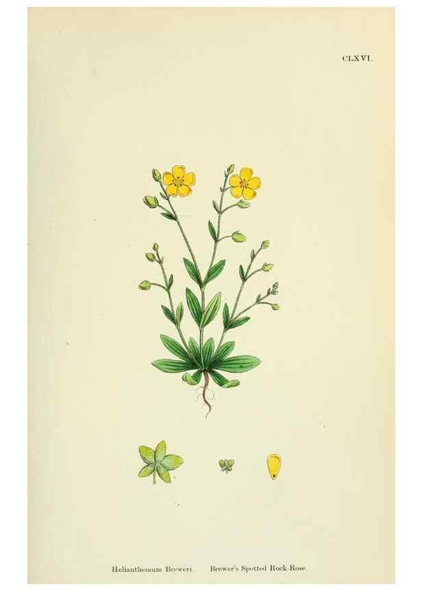 Reproducción/Reproduction 48755391597: English botany, or, Coloured figures of British plants /. London :R. Hardwicke,1863-1886.. 