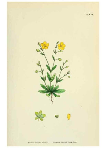 Reproducción/Reproduction 48755391597: English botany, or, Coloured figures of British plants /. London :R. Hardwicke,1863-1886.. 