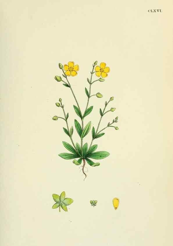 Reproducción/Reproduction 48755391597: English botany, or, Coloured figures of British plants /. London :R. Hardwicke,1863-1886.. 