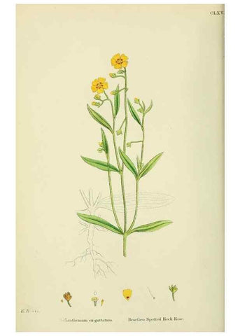 Reproducción/Reproduction 48755391352: English botany, or, Coloured figures of British plants /. London :R. Hardwicke,1863-1886.. 