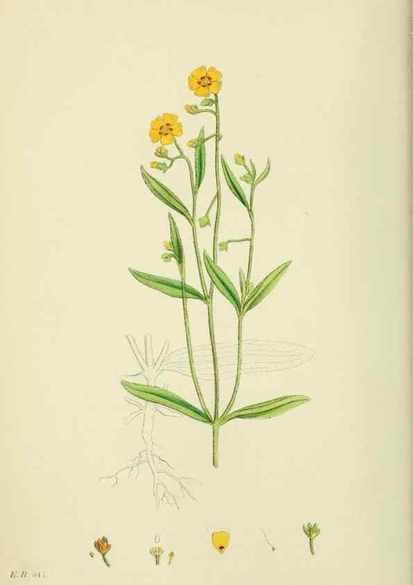 Reproducción/Reproduction 48755391352: English botany, or, Coloured figures of British plants /. London :R. Hardwicke,1863-1886.. 