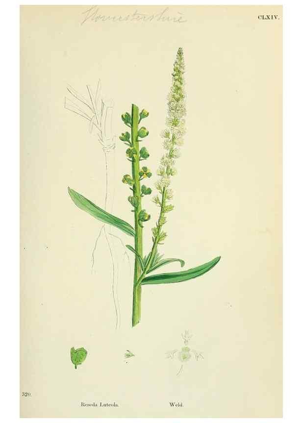 Reproducción/Reproduction 48755195861: English botany, or, Coloured figures of British plants /. London :R. Hardwicke,1863-1886.. 